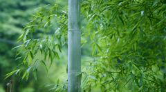 <b>我们环绕‘以竹代塑</b>